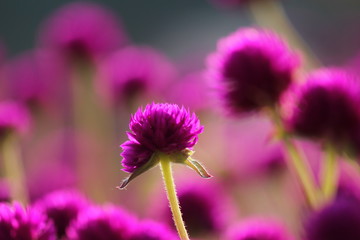 紫の千日紅