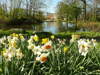 Naklejka premium Daffodils and the pond at Acklam Hall, Middlesbrough