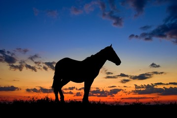 horse silhouette by a dawn
