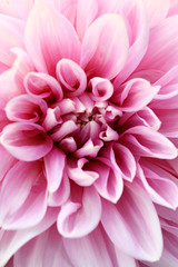 Flower background © mehmetcan