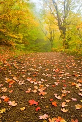  quiet autumn forest in a mist © Yuriy Kulik
