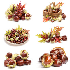 collection of chestnuts and autumnal leaves © Miroslawa Drozdowski