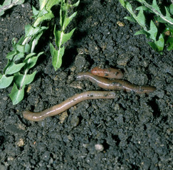 Regenwurm_112723