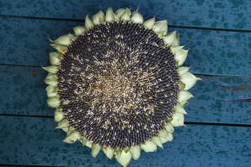 Sonnenblume - Sonnenblumenkerne