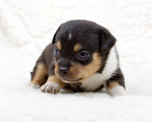 Chihuahua puppy  on white