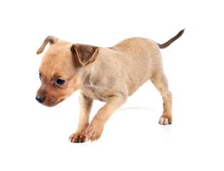 Funny puppy Chihuahua poses