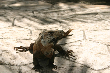 Iguane - Mexique