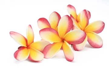 Zelfklevend Fotobehang frangipanibloemen op witte achtergrond © seaskylab
