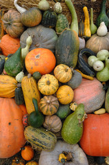 cucurbitacées