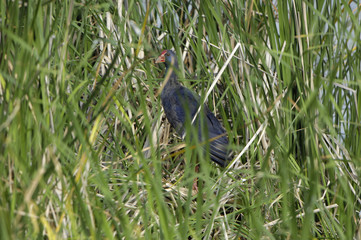 Tal&egrave;ve dans les roseaux