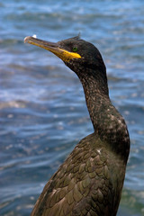 Cormorants in Ibiza, Spain