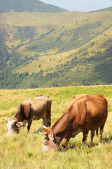 Fototapeta na wymiar Cows on the pasture