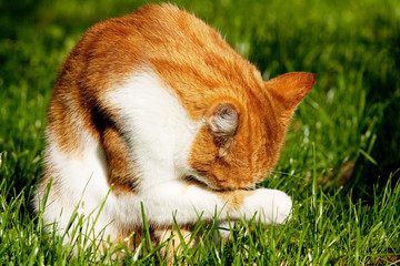 Red cat licking paw - obrazy, fototapety, plakaty
