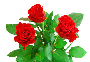 Red rose on the white