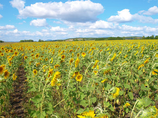 Fototapeta na wymiar Sunflower's field