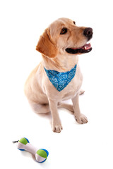 labrador beige qui porte un bandana