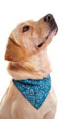 portrait d'un labrador au bandana