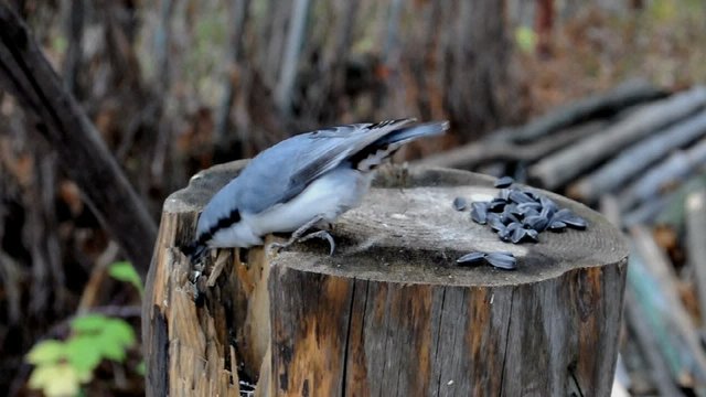Поползень и дятел. Конкуренция за рабочее место