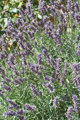 Fototapeta premium Lavender in the summer
