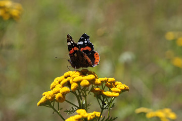 Schmetterling auf der Bl&uuml;te des Rainfarn
