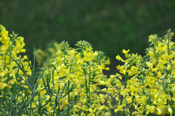 Broccoli flowers