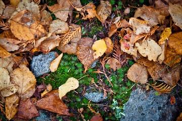 Colors of Autumn