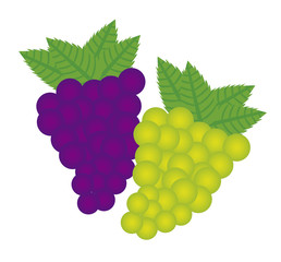 grape vector