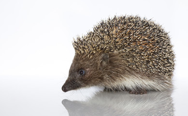 A young hedgehog, about a year