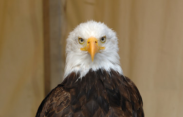 aigle, Pygargue à tête blanche