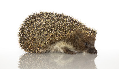 A young hedgehog, about a year