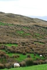 Obraz premium Irlanda