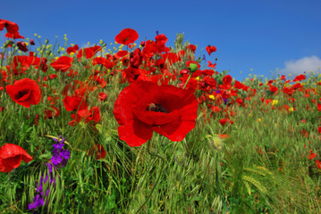 Obraz premium In poppies field. Nature composition.