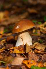 cep among the yellow leaves