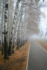 Fog in a park