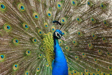 Obraz premium Portrait of beautiful peacock with feathers out