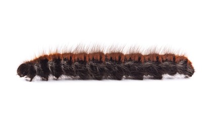 Caterpillar