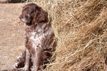 Münsterländer