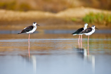 Black-Winged Stilt