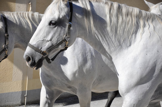 Lipizzaner-Stute