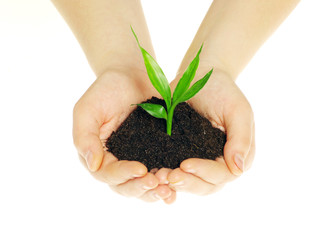 plant in hands