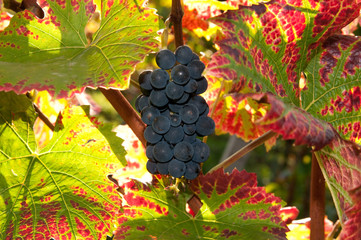 Weinreben 11.253