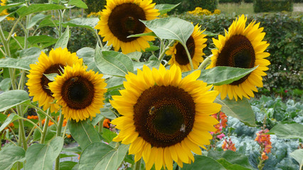 Fototapeta premium Sonnenblumen und Honigbienen