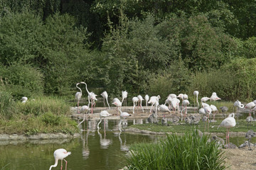Flamingoes in sunny waterside ambiance