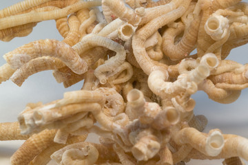 serpulid worm tubes