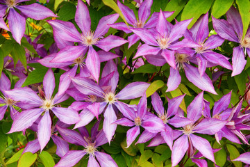 purple clematis flower heads