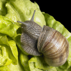 Grapevine snail at feed