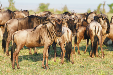 Obraz premium The Great Wildebeest Migration