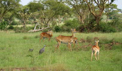 Uganda Kobs in the Savannah