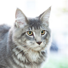 beautiful striped maine coon cat in nature