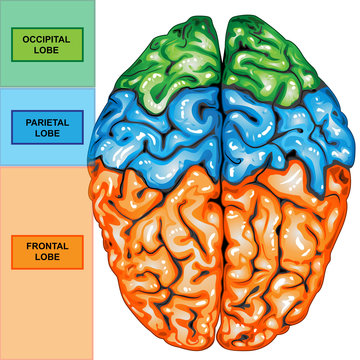 Human brain top view